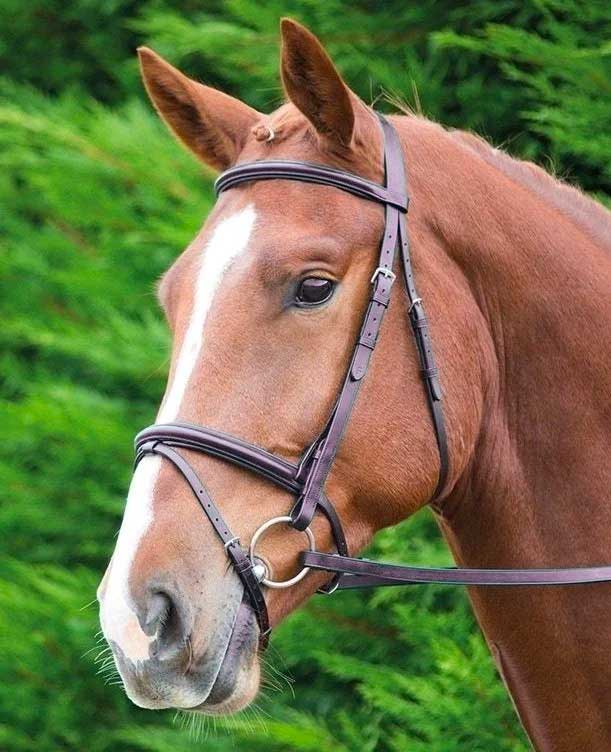 The Shires Aviemore Raised Flash Bridle in Brown#Brown