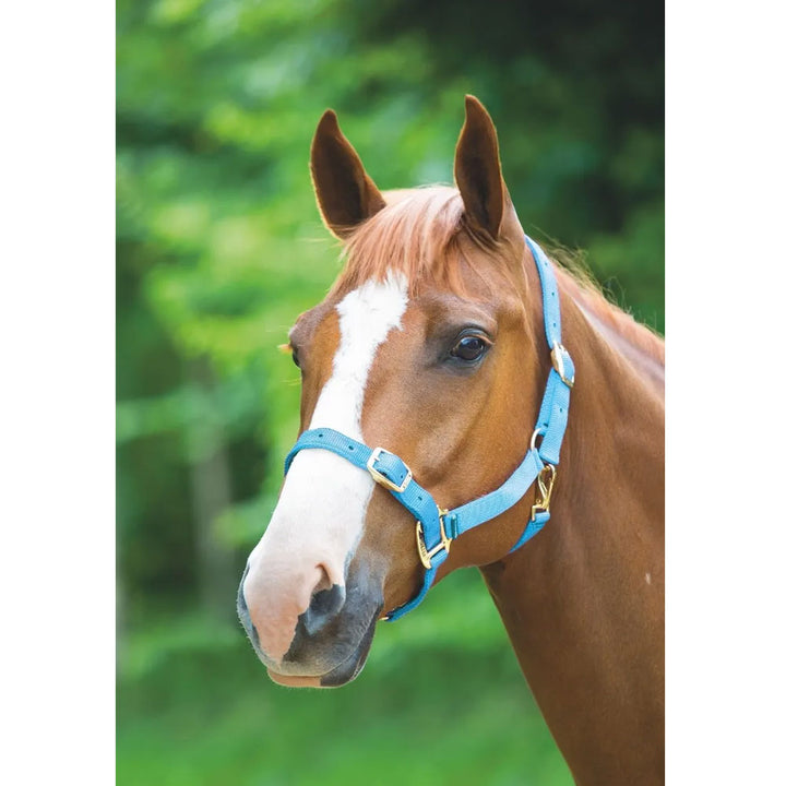 The Shires Adjustable Headcollar in Blue#Blue