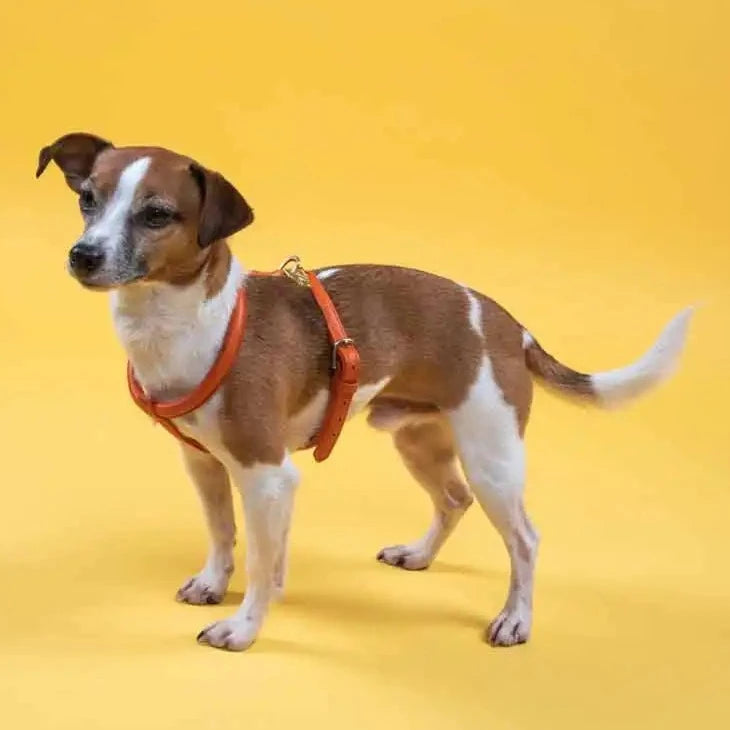 The Digby & Fox Rolled Leather Dog Harness in Orange#Orange