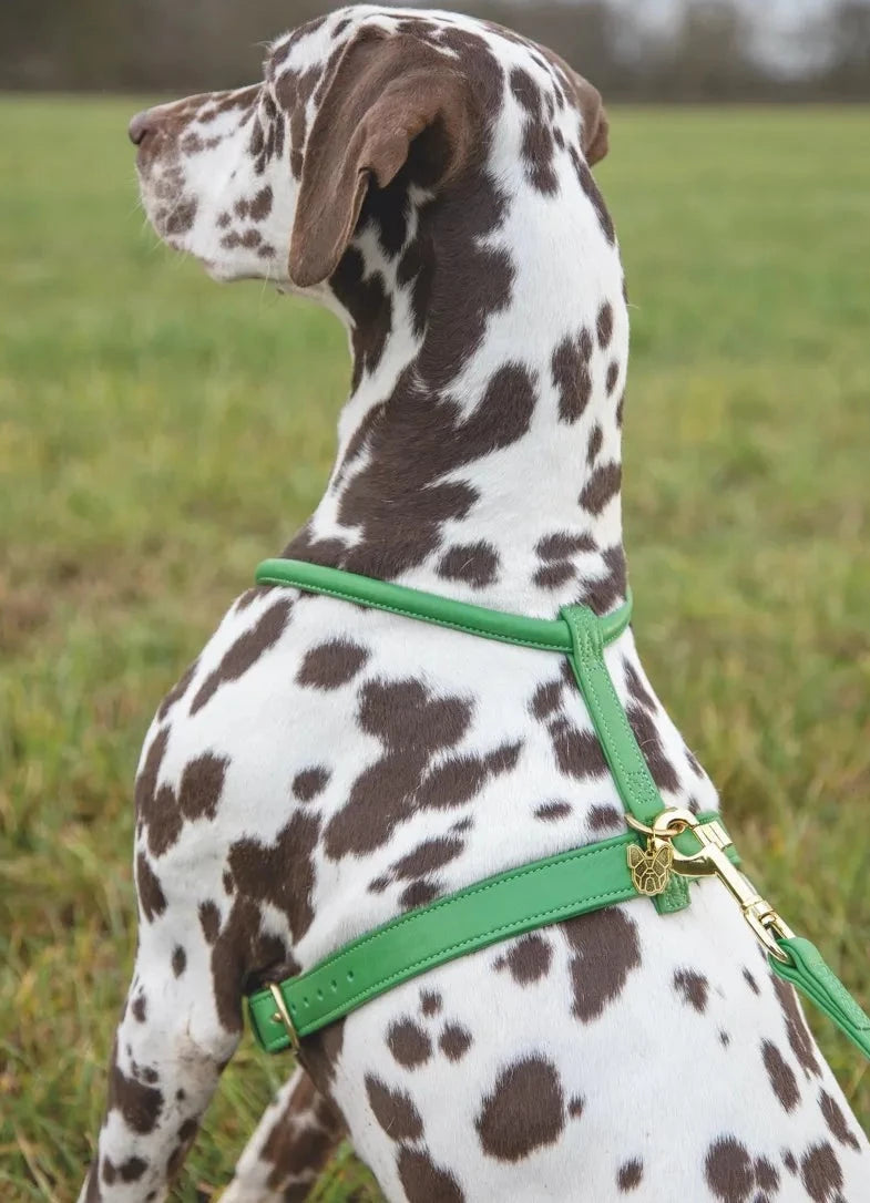 The Digby & Fox Rolled Leather Dog Harness in Green#Green