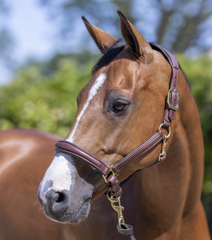 The LeMieux Anatomic Leather Headcollar in Brown#Brown