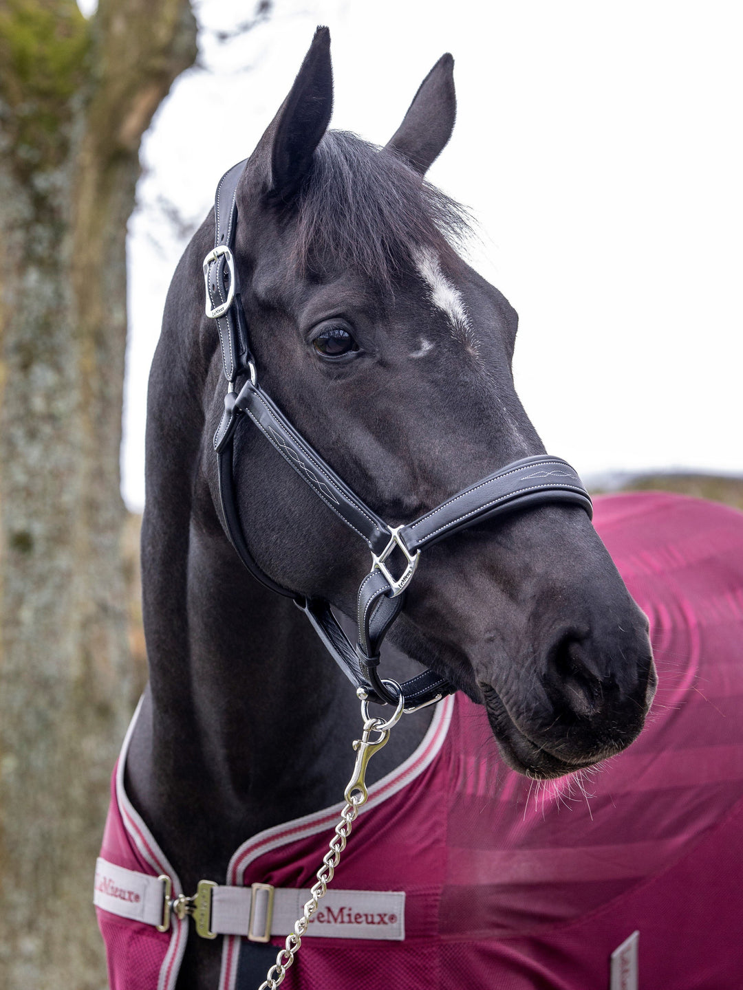 The LeMieux Stitched Leather Headcollar in Black#Black