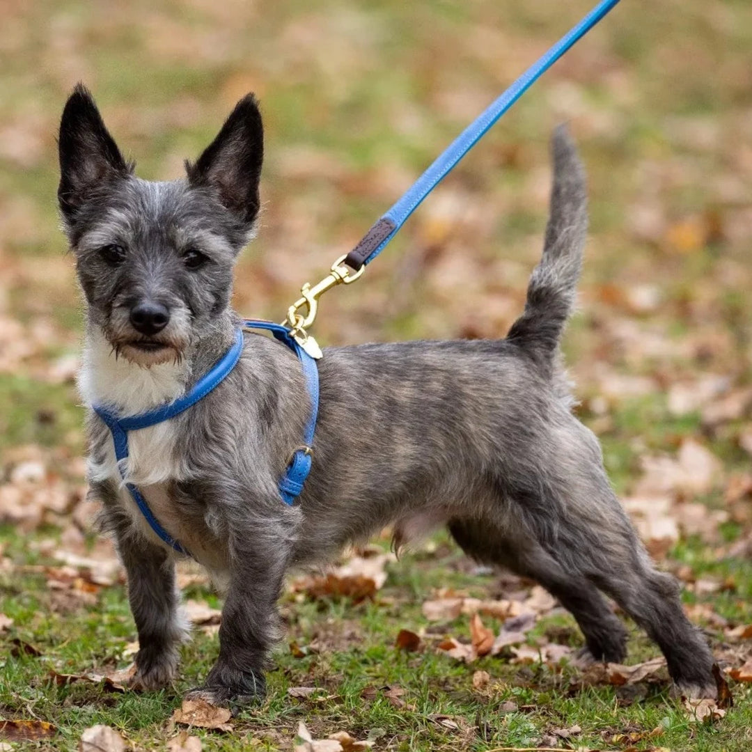 Digby Fox Pet Accessories Sale Millbry Hill