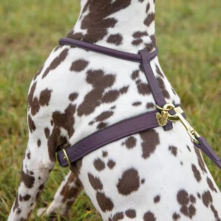 The Digby & Fox Rolled Leather Dog Harness in Purple#Purple